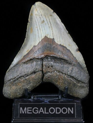 Huge, Megalodon Tooth - North Carolina #59013